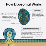 Diagram showing how liposomal delivery increases nutrient bioavailability for Lipo Crystal.