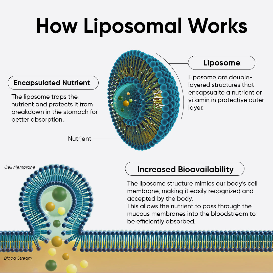 Diagram showing how liposomal delivery increases nutrient bioavailability for Lipo Crystal.